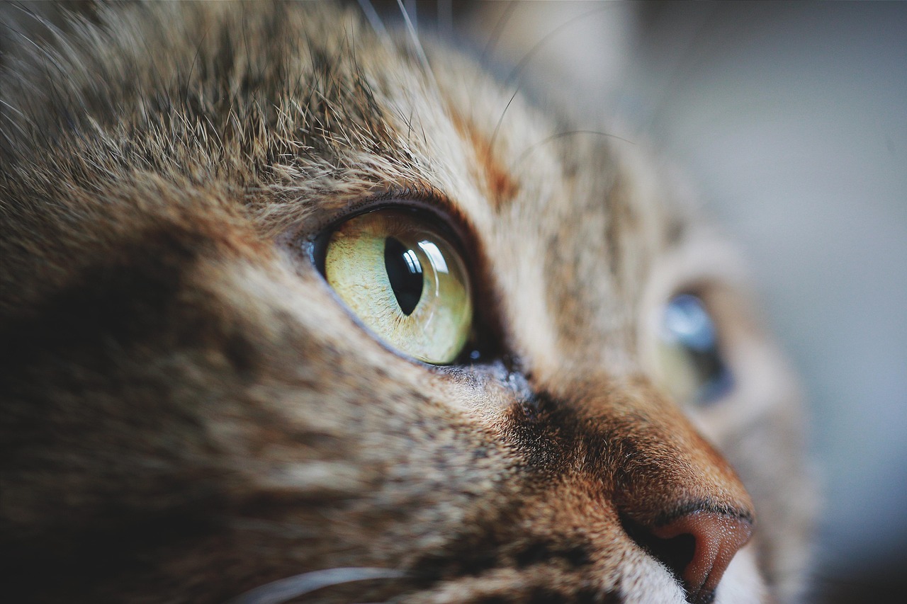 cat, nature, face, eye, pet, animal, cute, feline, domestic, mammal, thinking, closeup